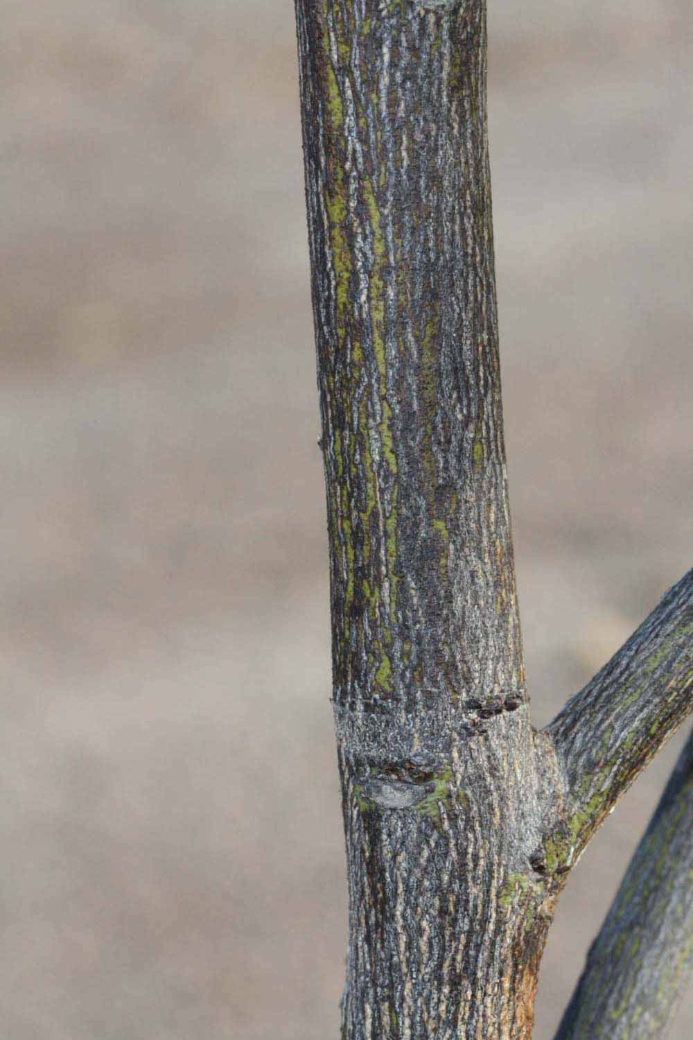            Bark (Riverside, CA)   